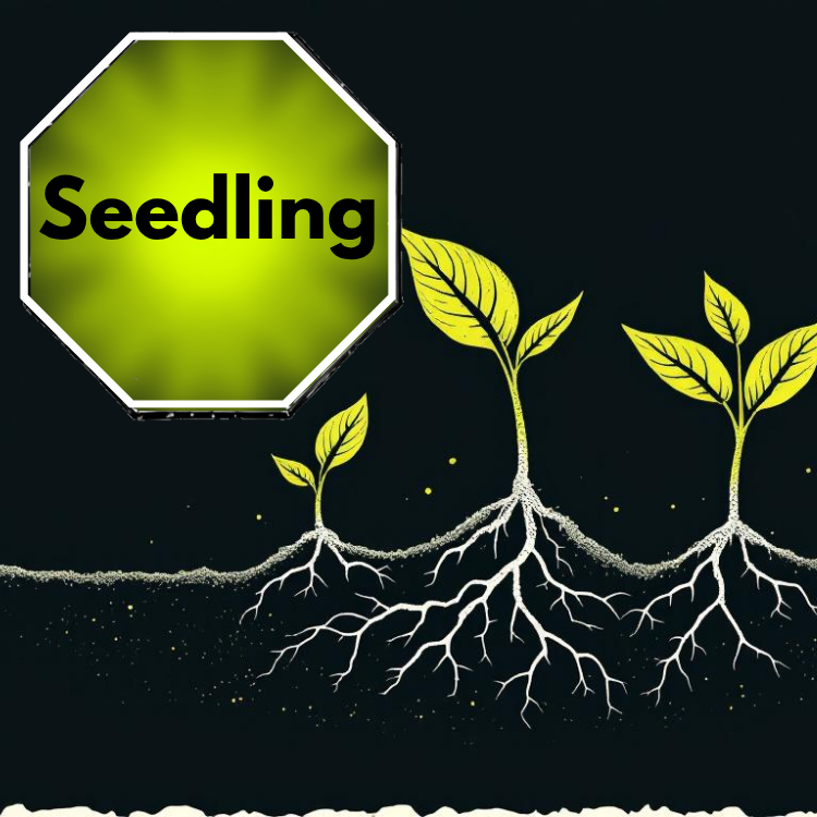 Badge Graphic for Seedling